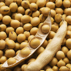 Soybean Seeds